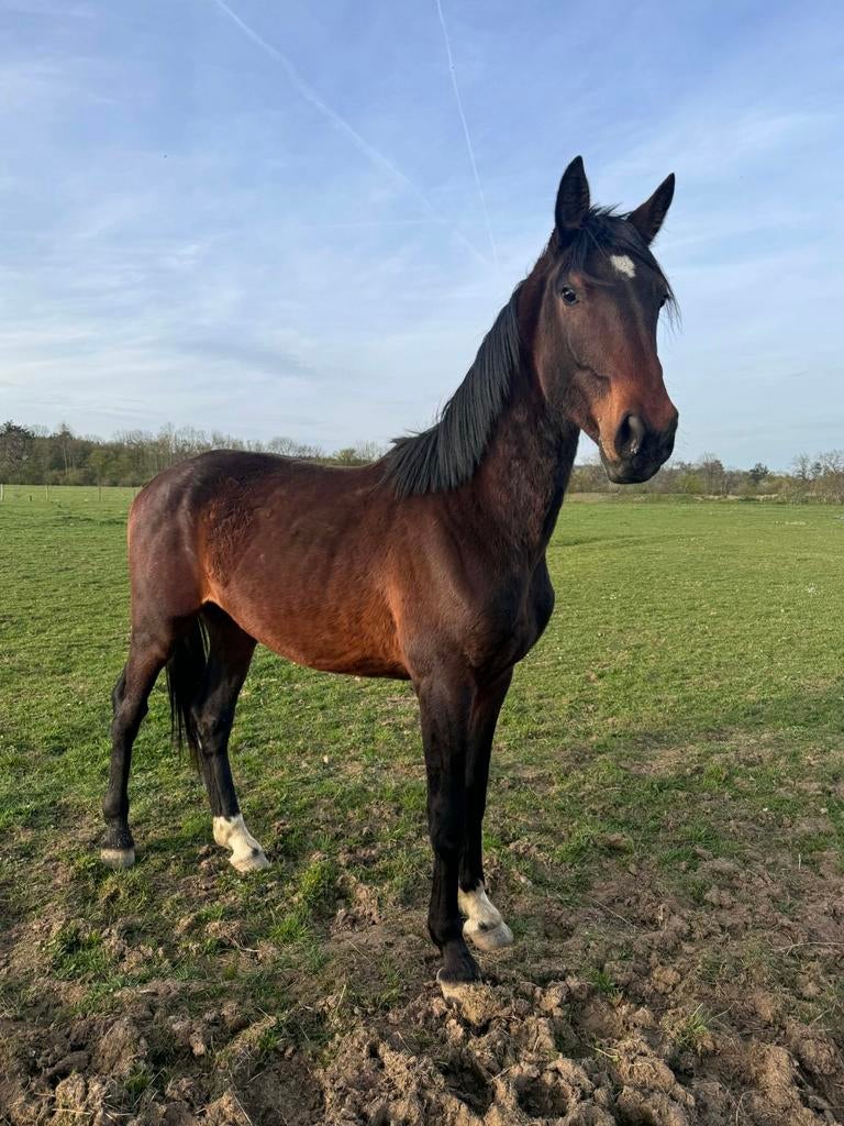 Hele kwpn 2024 pp complete hindernisbaan, Dieren en Toebehoren, Paarden, L