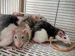 Tamme ratjes en grote kooi met spulletjes, Dieren en Toebehoren, Knaagdieren, Rat, December, Vrouwelijk, Tam