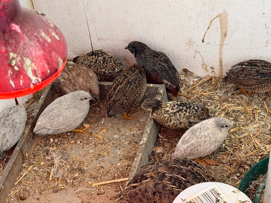 Chinese dwergkwartels, Geslacht onbekend