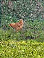 New hampshire hennen, Dieren en Toebehoren, Pluimvee, Vrouwelijk, Kip