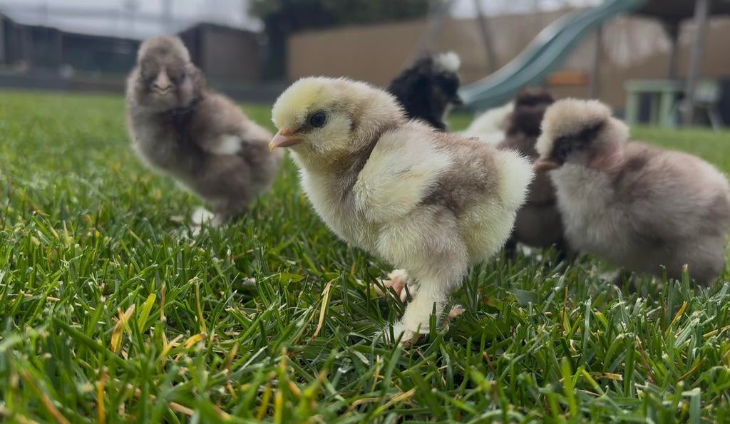 USA zijdehoen kuikens., Geslacht onbekend, Kip