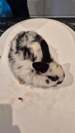 Konijn, Meerdere dieren, Middelgroot, 0 tot 2 jaar