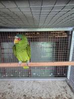 Te koop  / gevraagd witvoorhoofd amazone, Femelle, Perroquet, Bagué