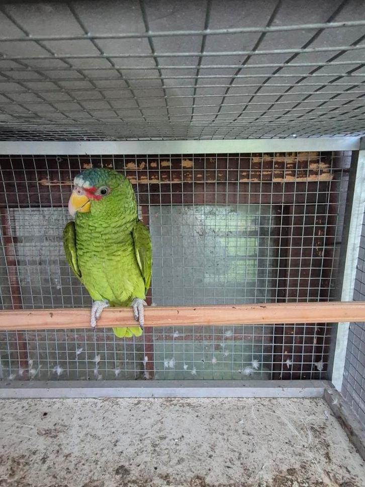 Te koop  / gevraagd witvoorhoofd amazone, Animaux & Accessoires, Oiseaux | Perruches & Perroquets, Perroquet, Femelle, Bagué