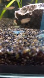 Crevette blue jelly, Animaux & Accessoires, Enlèvement