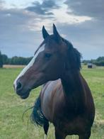 Super lieve merrie te koop, Avec pedigree, 11 ans ou plus, 160 à 165 cm, Cheval de saut