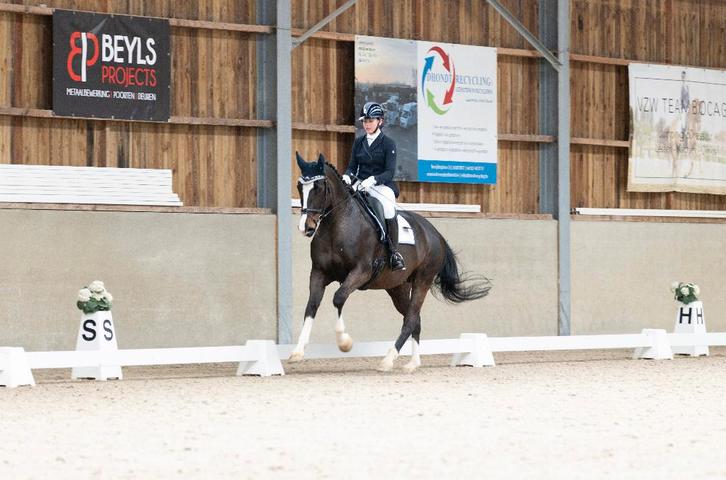 Lesgeefster (online & ter plaatse) aangeboden, Dieren en Toebehoren, Paarden, ZZ