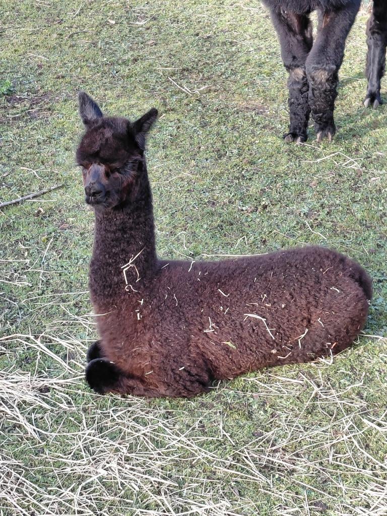 Prachtige alpacamerrietjes, Dieren en Toebehoren, Paarden