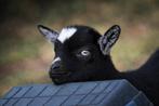 Dwerggeiten blauwe ogen, Dieren en Toebehoren, Schapen, Geiten en Varkens