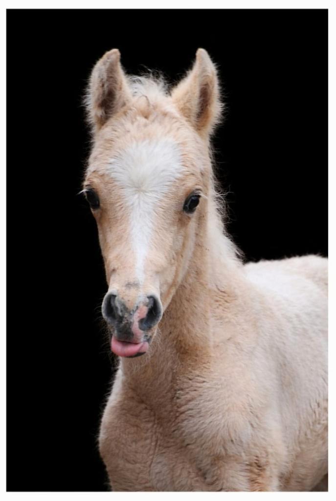 Pouliche Palomino '26, Animaux & Accessoires, Chevaux, Jument, Ne s'applique pas, Moins de 160 cm, 0 à 2 ans, Cheval de récréation