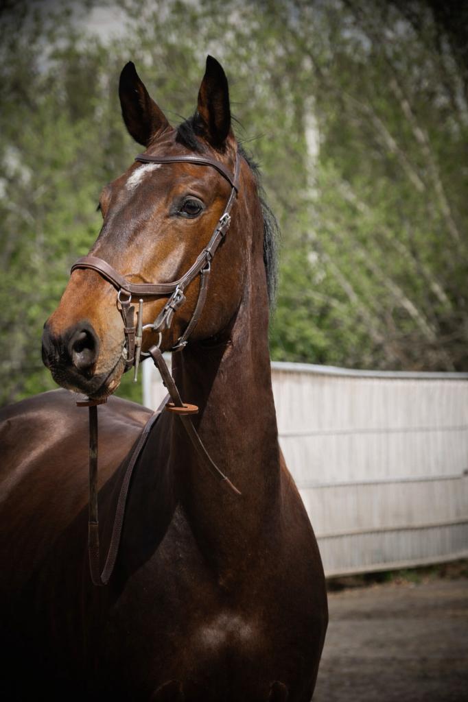 Zangersheide ruin met knappe uitstraling en lief karakter, Dieren en Toebehoren, Paarden, Ruin, Niet van toepassing, 165 tot 170 cm