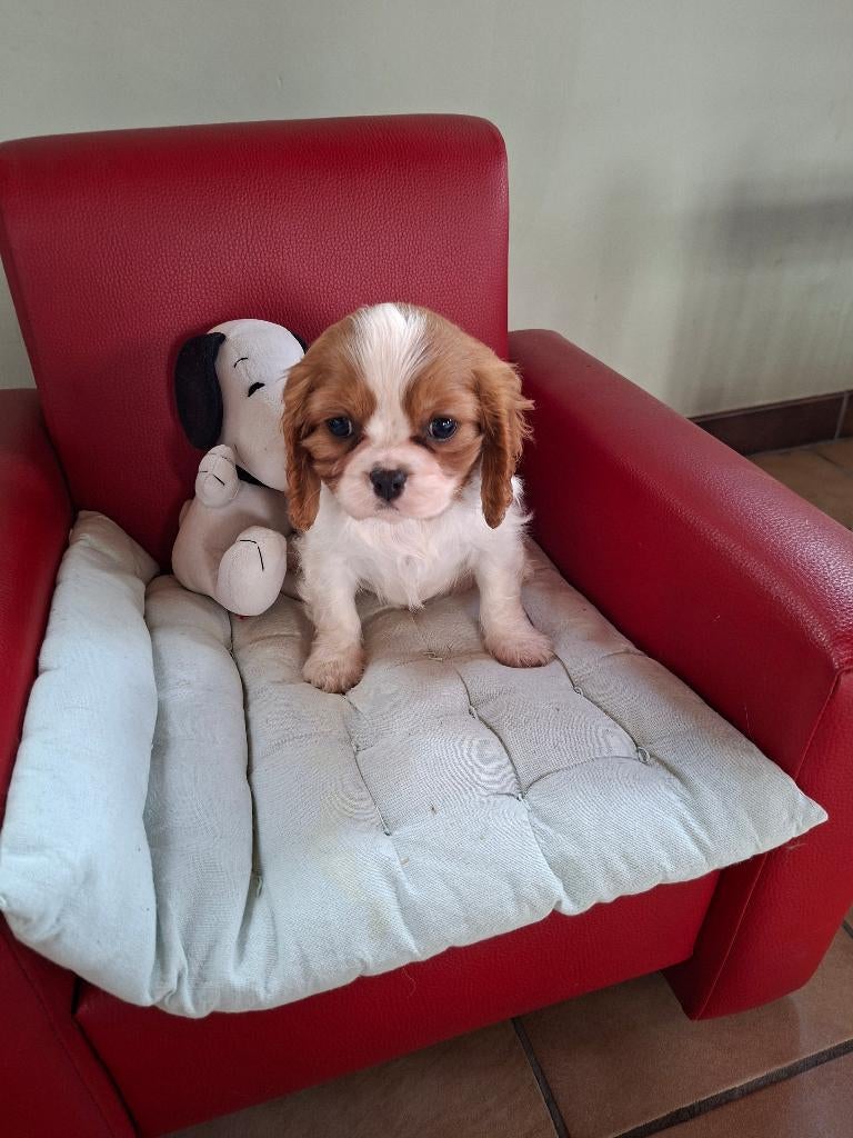 Prachtige cavalier king charles pups van geteste ouders, Parvo, België, Fokker | Hobbymatig, Reu