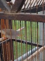 Zebravink pup, Dieren en Toebehoren, Vogels | Kanaries