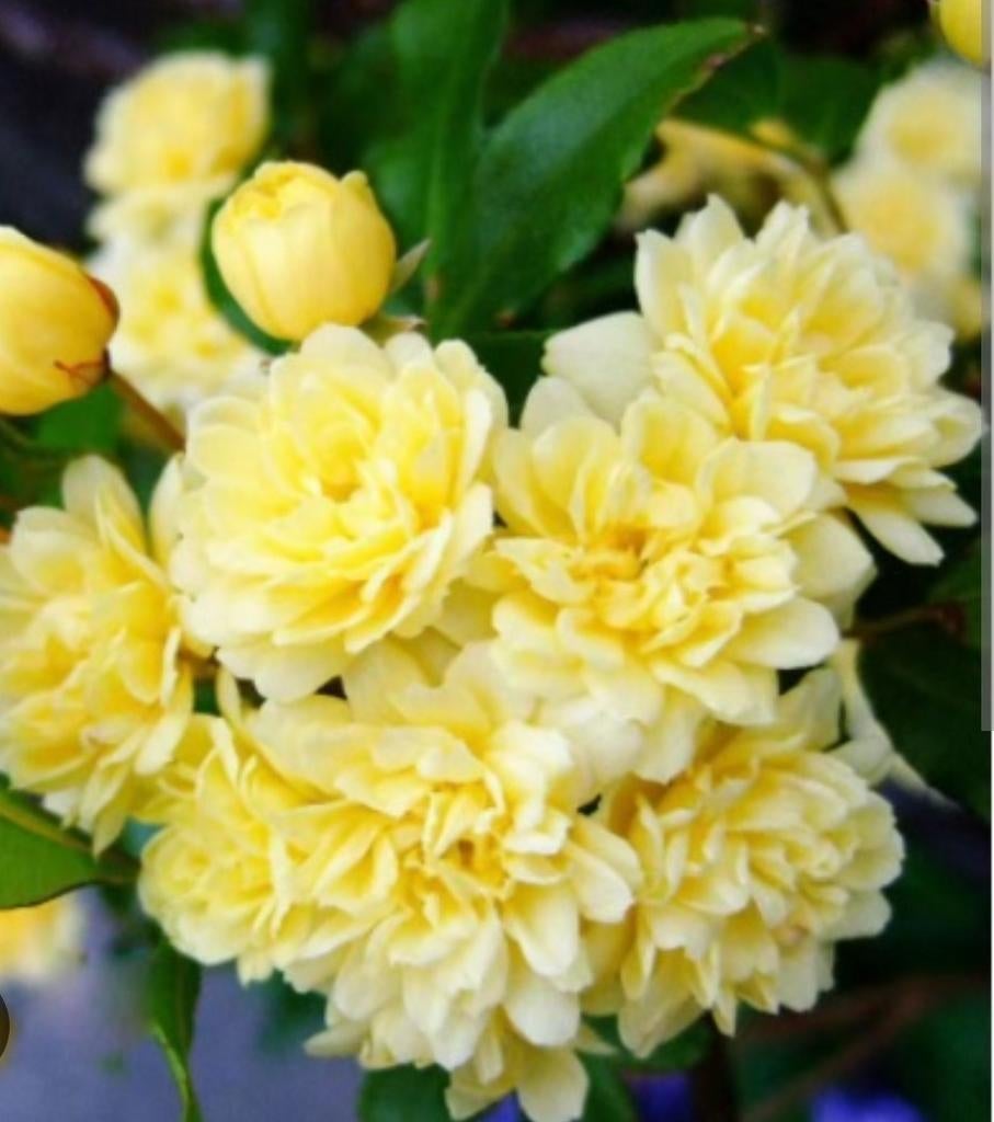 Bar Rosa Banksiae. Lutée, Enlèvement