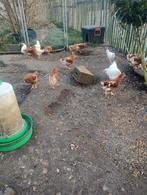 Jonge, geharde legkippen te koop! Isa Brown & Witte Leghorn, Dieren en Toebehoren, Pluimvee, Vrouwelijk, Kip
