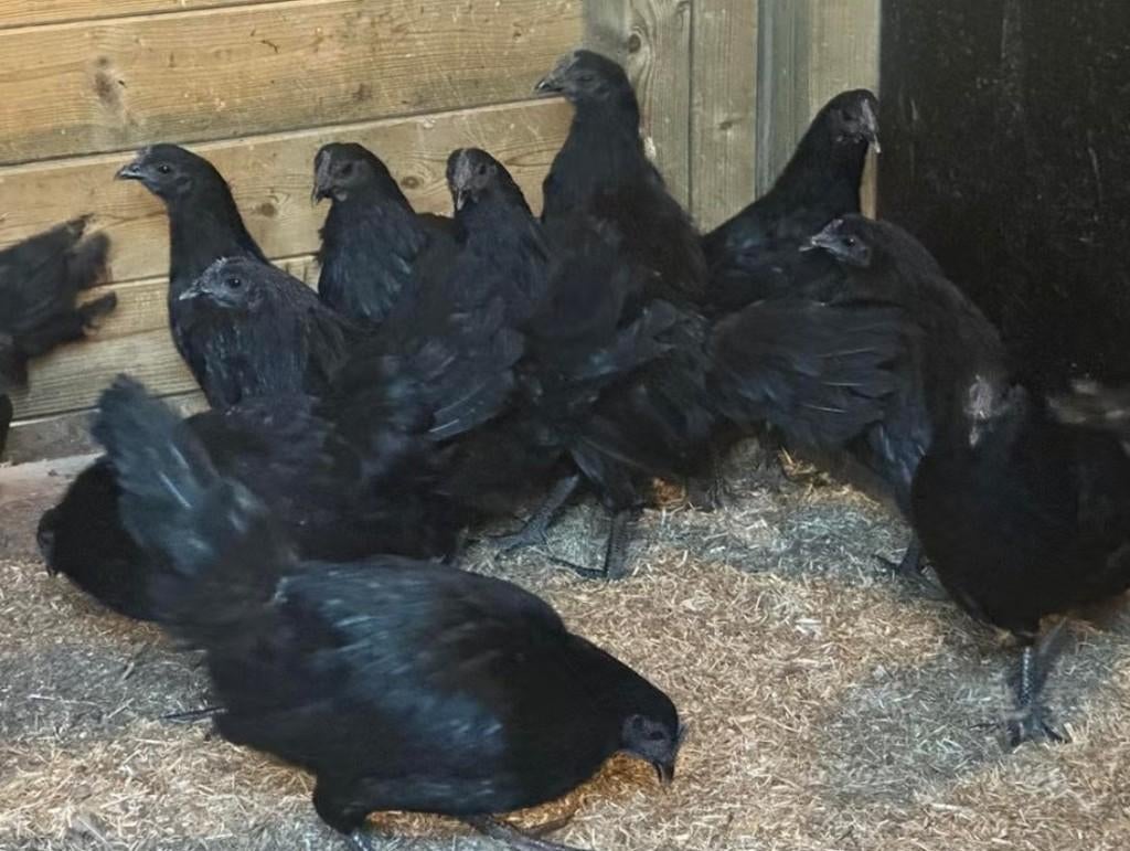 Ayan cemani kippen, Femelle, Poule ou poulet