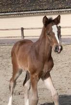 Top gefokt hengstveulen, Avec pedigree, 0 à 2 ans, Cheval de saut, Ne s'applique pas