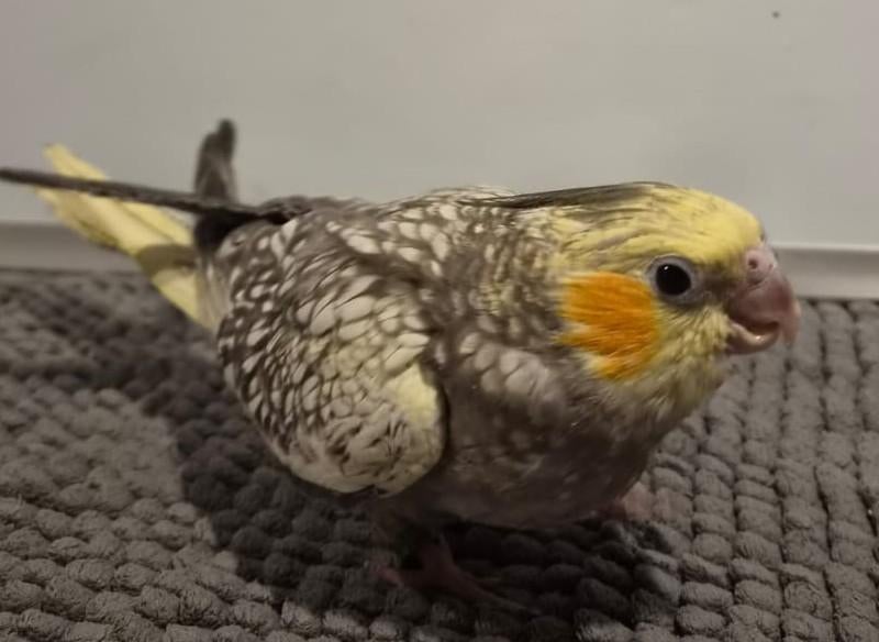 Jonge handtamme EAM valkparkieten. DNA gesekst., Dieren en Toebehoren, Vogels | Parkieten en Papegaaien, Meerdere dieren, Parkiet