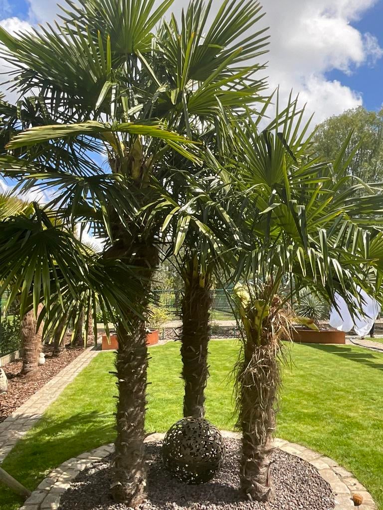 Trachycarpus fortunei, Ophalen