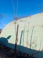 Appelboom Karmijn hoogstam, Ophalen, Lente, In pot, Appelboom