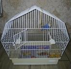 Cage oiseau inséparable bagué de  4 mois, Animaux & Accessoires, Enlèvement ou Envoi