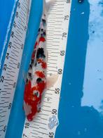 35 cm sanke koi, Dieren en Toebehoren, Vissen | Vijvervissen, Karper of Koi