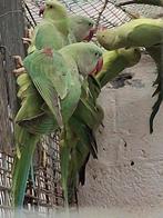 Jonge alexander man, Dieren en Toebehoren, Tam