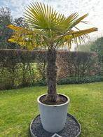 Palmboom winterhard, Tuin en Terras, Planten | Bomen, Halfschaduw, Lente, 100 tot 250 cm, Palmboom