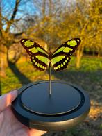 Papillon en peluche - Philaethria Dido, Collections, Enlèvement ou Envoi, Neuf, Cerf, Animal empaillé