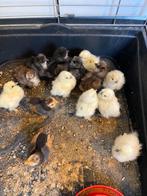 Kuikens zijdehoen, Dieren en Toebehoren, Pluimvee, Geslacht onbekend