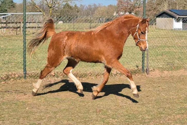 Prachtige Brave Welsh B merrie, Dieren en Toebehoren, Pony's, Merrie, Onbeleerd, C pony (1.27m tot 1.37m), 3 tot 6 jaar, Met stamboom