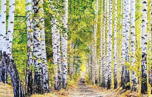 seve de bouleau 100% fraiche, Jardin & Terrasse, Bois de chauffage, Bouleau, Enlèvement ou Envoi