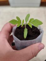 San Marzano | Tomaat Planten, Enlèvement, Hiver