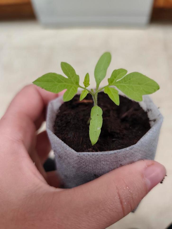 San Marzano | Tomaat Planten, Jardin & Terrasse, Plantes | Jardin, Hiver, Enlèvement