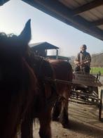 Trekpaard, Enlèvement