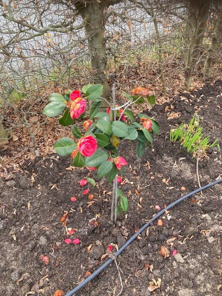Camelia japonica, Ophalen