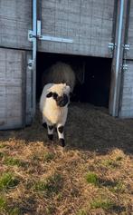 Elmo van ‘t Truierhof, ramlam Walliser Schwarznase, Dieren en Toebehoren, Schapen, Geiten en Varkens, Mannelijk, Schaap, 0 tot 2 jaar