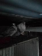 Sierduiven, Dieren en Toebehoren