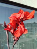 Nouvelles pousses de plants de canna avec pot, Jardin & Terrasse, Plantes | Jardin, Enlèvement