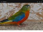 Recherche turquoisine mâle, Mâle, Perruche