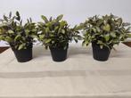 Kunstplanten, 3 stuks, hoogte 20 cm., Enlèvement