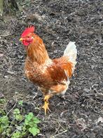 jeune poule pondeuse - coq, Mâle, Poule ou poulet