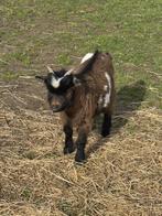 2 jonge bokjes, Dieren en Toebehoren