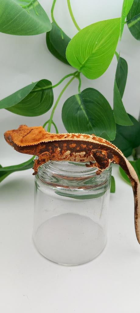 0.1 Oranje Tricolor Emptyback wimpergekko vrouw, Dieren en Toebehoren, Hagedis, Tam, 0 tot 2 jaar