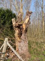 Arbre a donner, Jardin & Terrasse, Enlèvement