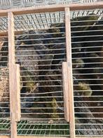 10 kweekrype koppels groenzwarte  kanaries  30 euro koppel, Enlèvement