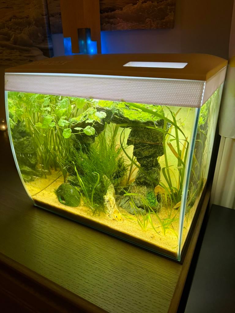 Aquarium Flex LED FLUVAL, Animaux & Accessoires, Poissons | Aquariums & Accessoires, Comme neuf, Aquarium d'eau douce rempli, Couvercle inclus