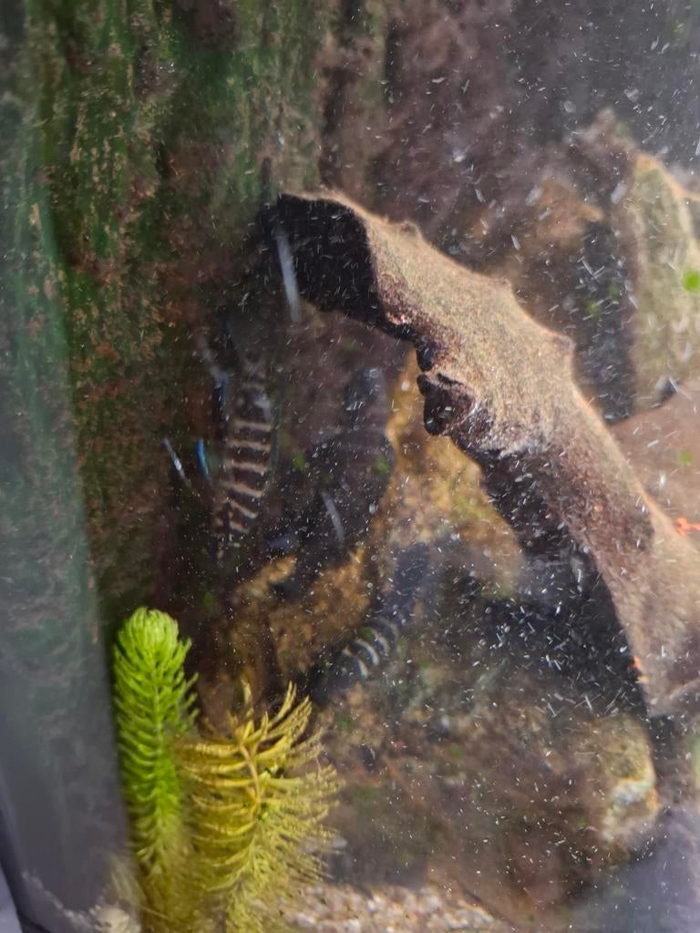 Lamprologus cylindricus