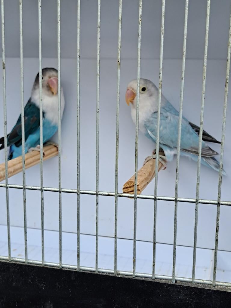 Ficheri's : koppel te koop., Animaux & Accessoires, Oiseaux | Perruches & Perroquets, Plusieurs animaux, Perroquet nain ou Inséparable