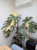 Monstera thai constellation, Huis en Inrichting, Kamerplanten, Ophalen